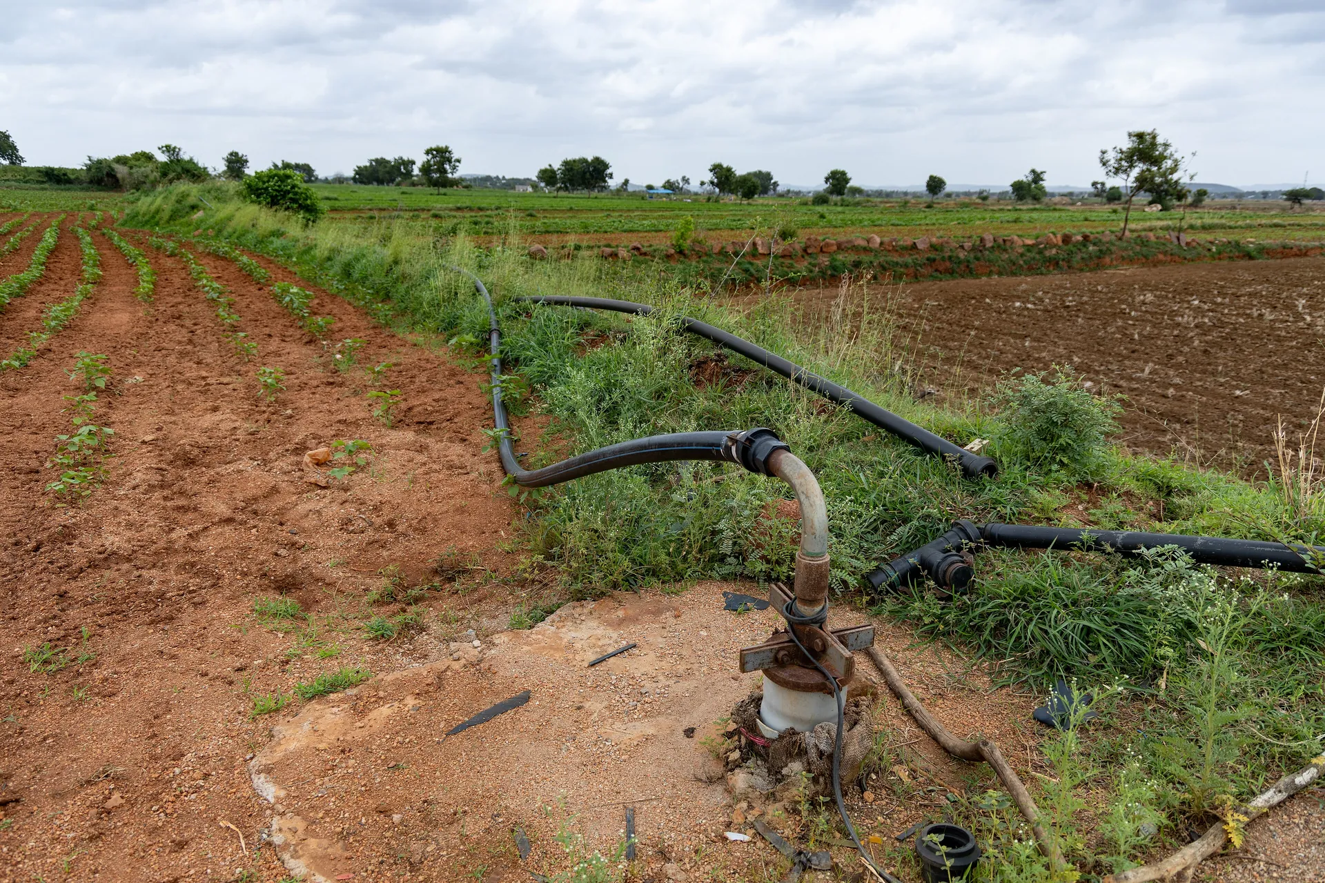 Drip irrigation lines fed by a borewell pump across a farm field
